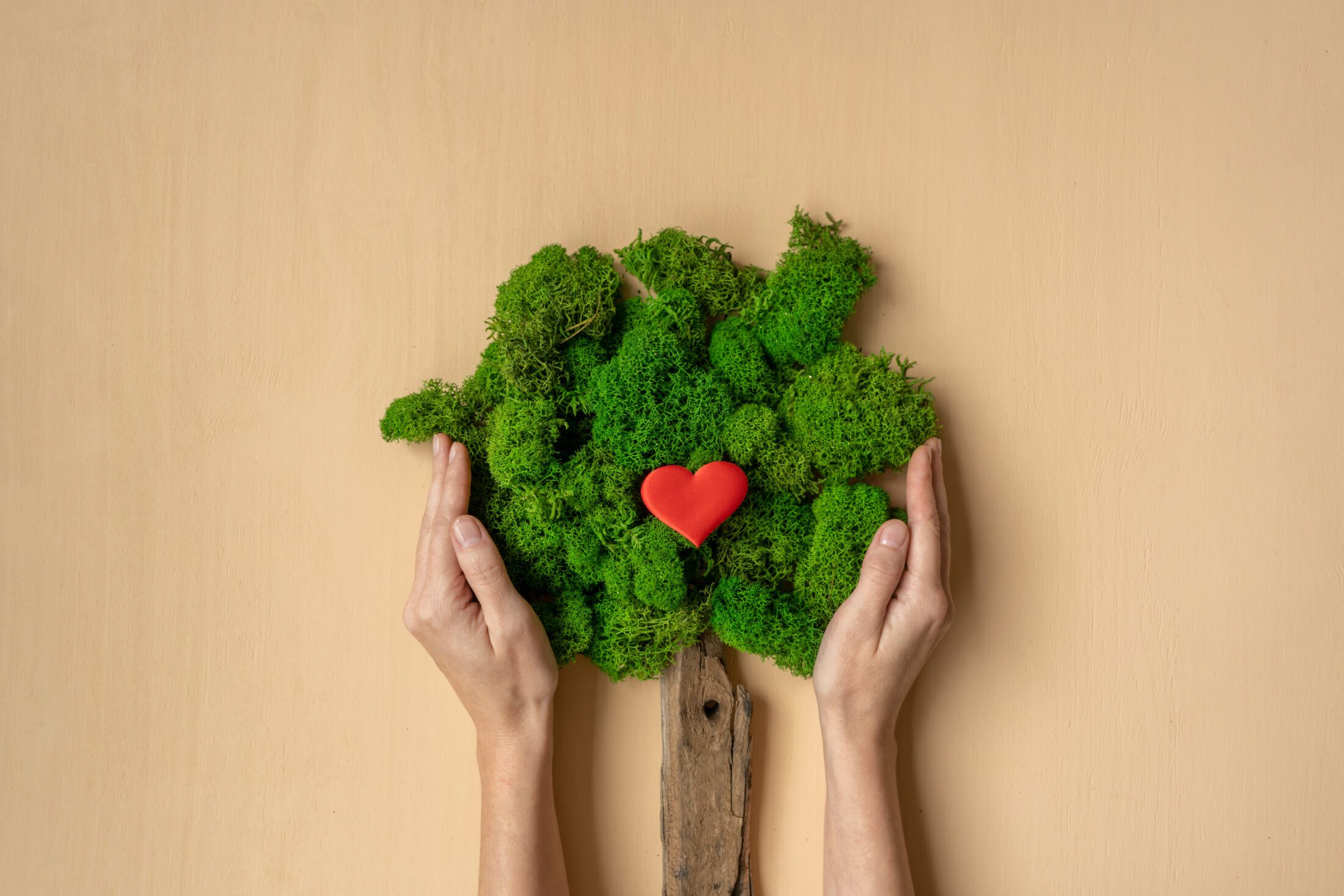 Woman's hands holding tree. Ecological concept.